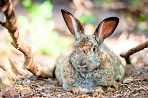 obesità nei conigli: sintomi e cause