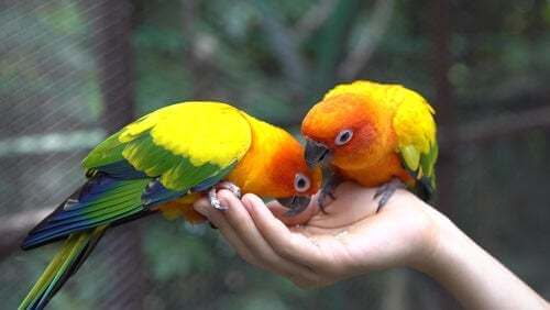 Coppia di pappagalli mangiano del mangime
