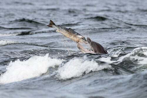 Delfino che caccia