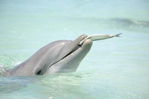 Delfino che mangia