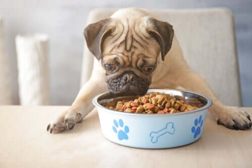 Dieta ipoallergenica per cani: come funziona?