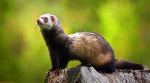 Le diverse specie di mustelidi esistenti