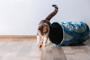 Come scoprire se un gatto è mancino o destrorso