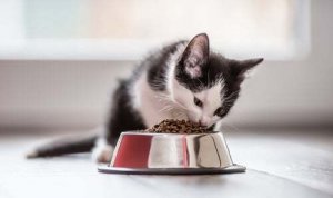 Qual è la dieta corretta per il gatto?