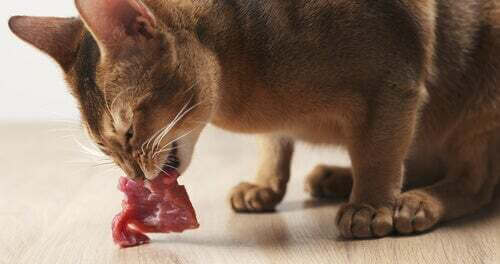 Gatto che mangia carne