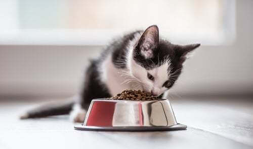 Quanto tempo può stare un gatto senza mangiare?