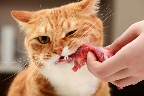 gatto mangia carne