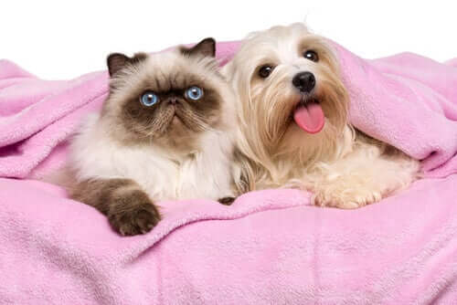 i gatti persiani sono molto socievoli nei confronti di esseri umani, cani e altri gatti