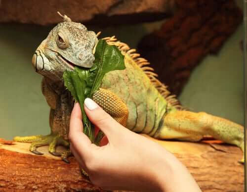 Iguana mangia una foglia