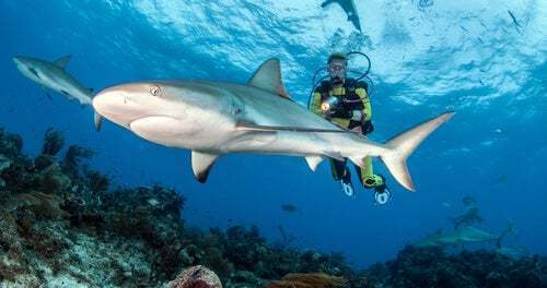 Le immersioni con gli squali sono pericolose?