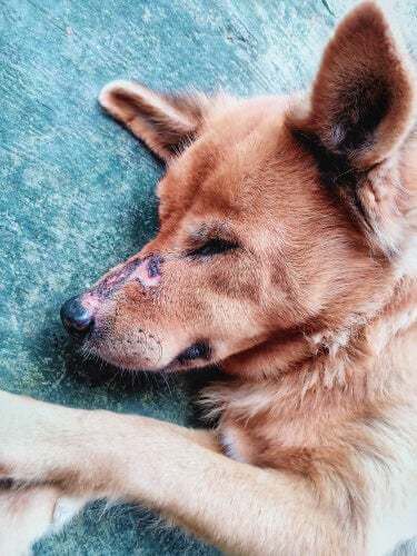 Infezione del naso nel cane