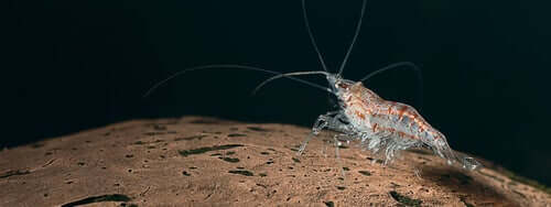 Il krill negli ecosistemi oceanici