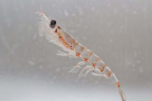 Il krill e la sua importanza negli ecosistemi oceanici