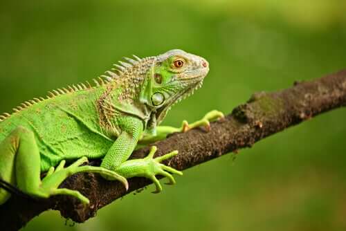Dieta dell’iguana: ecco cosa deve mangiare