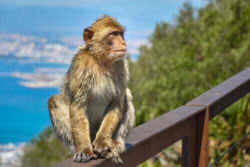Macaco Gibilterra in Irlanda