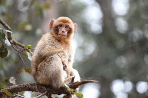 Ritrovati i resti di un macaco di Gibilterra nell'Irlanda preistorica
