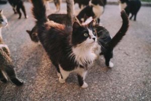 Malattie che i gatti possono trasmettere alle persone