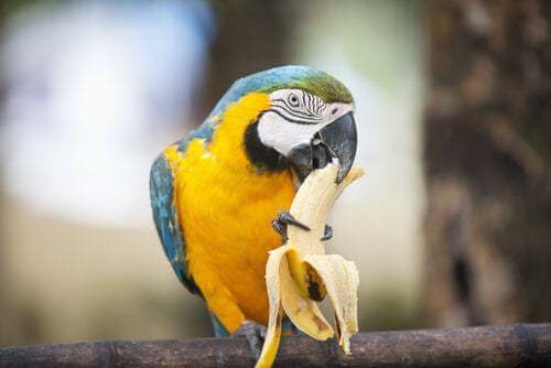 Cosa può mangiare un pappagallo?