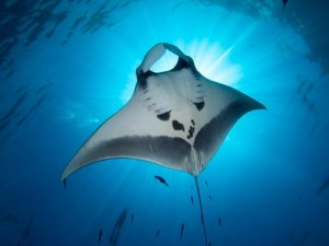 La manta gigante, affascinante e misteriosa