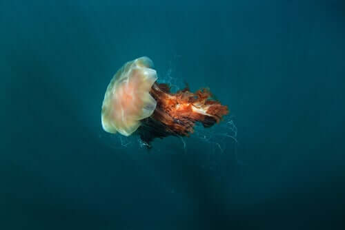 Criniera di leone: la medusa più grande al mondo