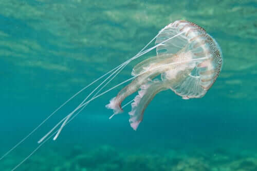 La medusa luminosa è in grado di brillare nell'oscurità
