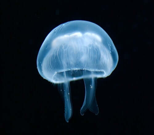 Le meduse quadrifoglio sono le più inoffensive di tutti i tipi di medusa che vivono nel mare Mediterraneo