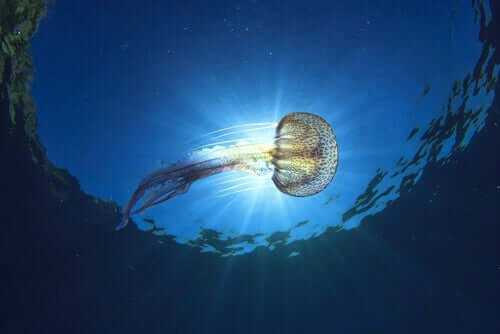 Tipi di meduse che vivono nel mare Mediterraneo
