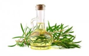 4 benefici dell’olio dell’albero del tè sui cani