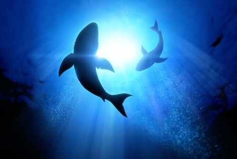 Perché le orche attaccano gli squali in Sudafrica?