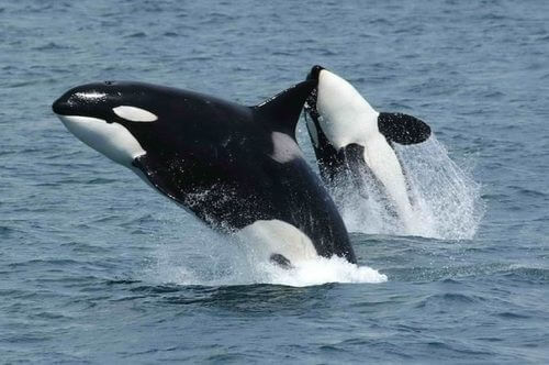 Una sostanza tossica minaccia la sopravvivenza delle orche