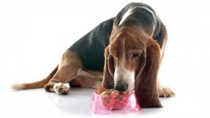 Il segugio spagnolo: origini e caratteristiche