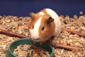 Alimentazione e cura dei denti dei roditori