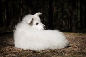 Il pastore svizzero bianco e il suo carattere diffidente