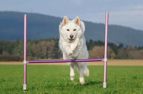 Pastore svizzero bianco durante una prova di agility