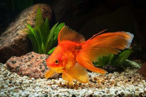 I pesci rossi hanno bisogno di un acquario grande?