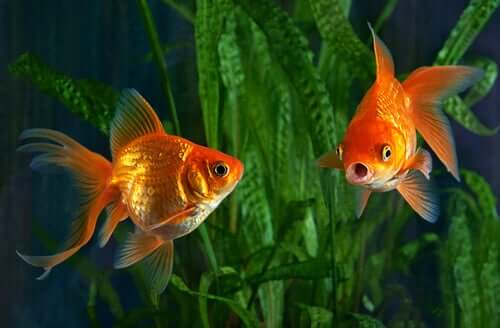 I pesci rossi nell'acquario