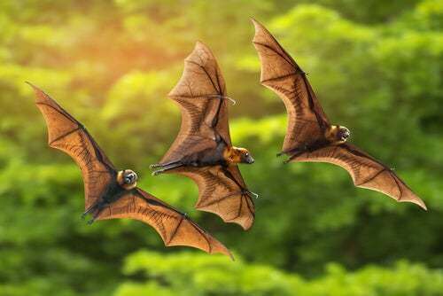 I pipistrelli del Madagascar sono in pericolo