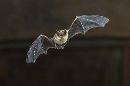 Pipistrello del Madagascar