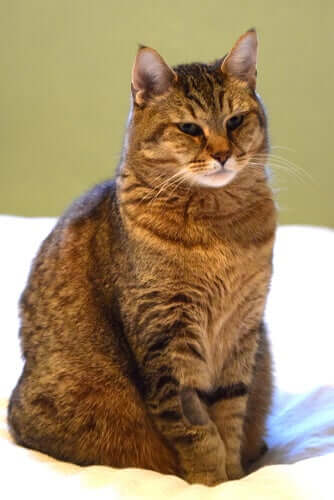 Il Pixie Bob è un gatto particolarmente adatto a vivere in un appartamento