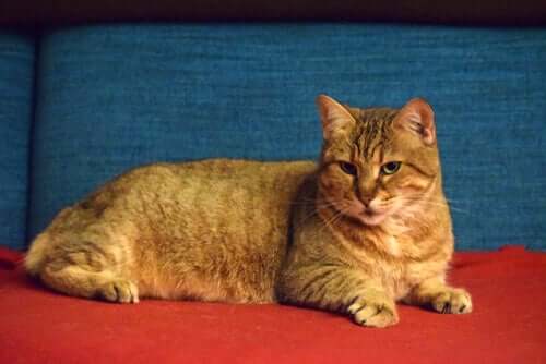 Pixie Bob, un gatto che assomiglia alla lince rossa