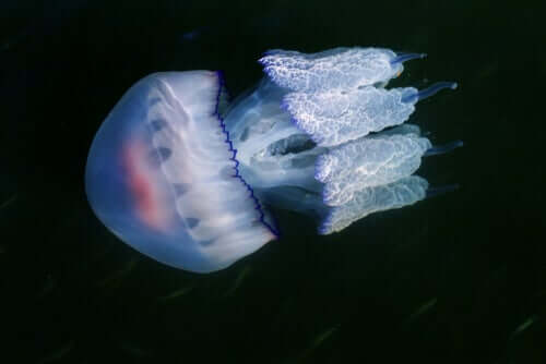 Il polmone di mare è uno dei più grandi tipi di medusa che vivono nel mare Mediterraneo