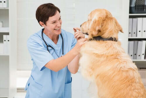 Visita dal veterinario per prevenire la leishmania nei cani