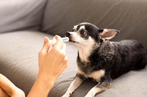 Quando somministrare i prebiotici per cani?