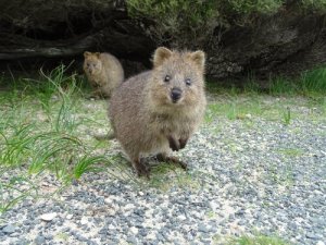 Il quokka: alla scoperta dell'animale più felice