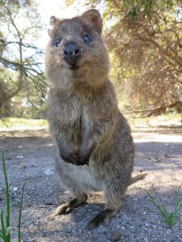 Il sorriso del quokka