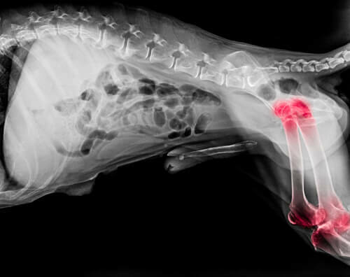 Cosa devono mangiare i cani con artrite