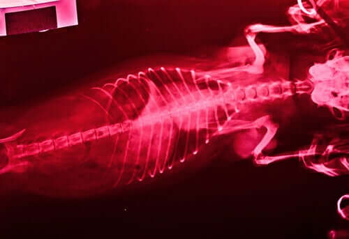 i primi sintomi della filariosi sono generali e difficili da identificare