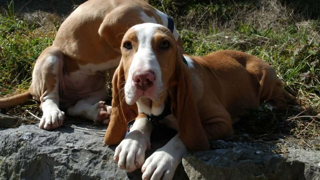 Il segugio spagnolo è un cane di taglia media, forte e robusto