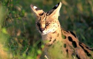 Il serval, ovvero il bellissimo gattopardo africano