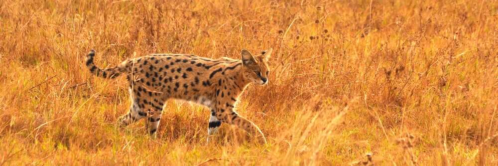 il serval vive nelle savane africane